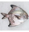 Local Chinese Pomfret 300gm+- per fish [LOW SEASON]