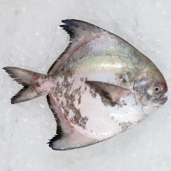 Local Chinese Pomfret 300gm+- per fish [LOW SEASON]