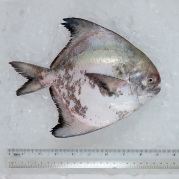 Local Chinese Pomfret 300gm+- per fish [LOW SEASON]