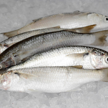 Speigler's Mullet (只仔) per kg [SEASONAL]