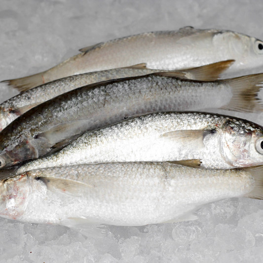 Speigler's Mullet (只仔) per kg [SEASONAL]