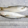 Speigler's Mullet (只仔) per kg [SEASONAL]