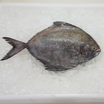 Giant Black Pomfret (大黑鲳) per kg [SEASONAL]