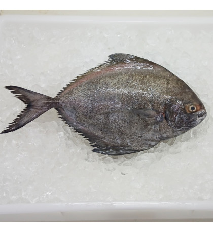 Giant Black Pomfret (大黑鲳) per kg [SEASONAL]
