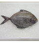 Giant Black Pomfret (大黑鲳) per kg [SEASONAL]