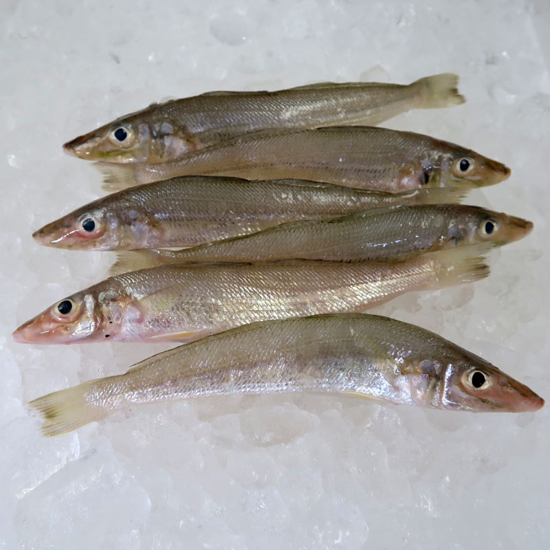 Silver Whiting / Bulus per kg (HIGHLY SEASONAL)