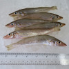 Silver Whiting / Bulus per kg (HIGHLY SEASONAL)