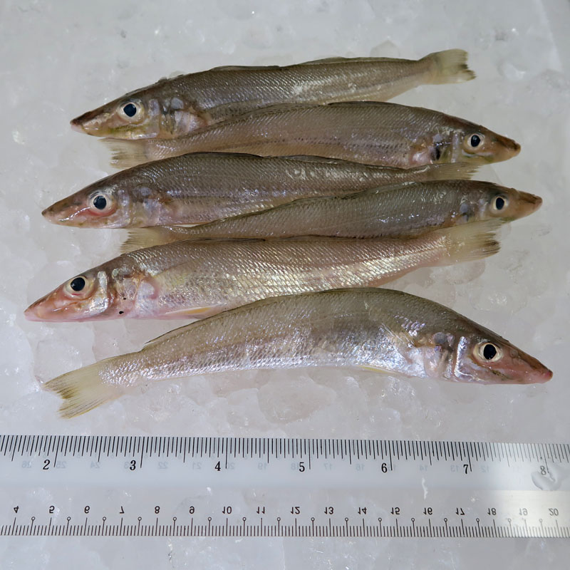 Silver Whiting / Bulus per kg (HIGHLY SEASONAL)