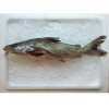Marine Catfish / Ikan Duri (SEASONAL) per kg