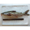 Marine Catfish / Ikan Duri (SEASONAL) per kg