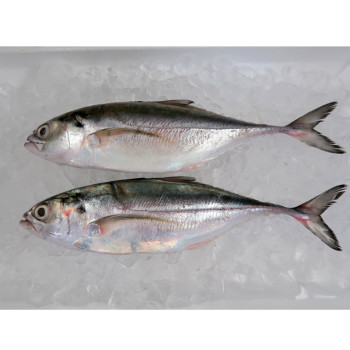Hardtail Scad / Cencaru per kg [SEASONAL]