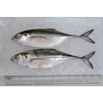 Hardtail Scad / Cencaru per kg [SEASONAL]