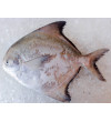 [FROZEN] Local Chinese Pomfret 1kg+- per fish