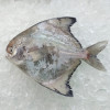 Local Chinese Pomfret (田鲳) 200gm+- per fish