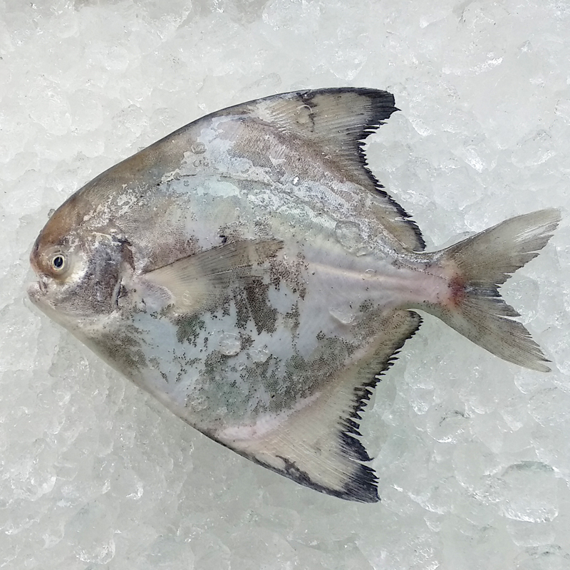 Local Chinese Pomfret (田鲳) 200gm+- per fish