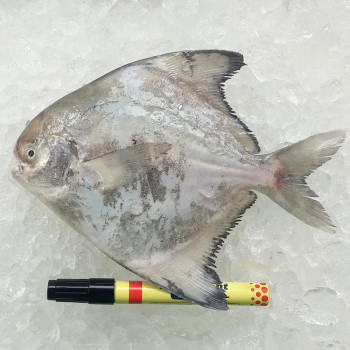 Local Chinese Pomfret (田鲳) 200gm+- per fish