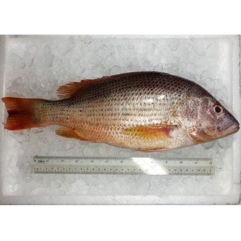 Deep Sea Snapper (上红皂) per kg [SEASONAL]
