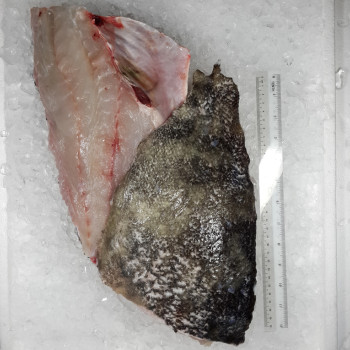 Dragon Tiger Grouper Fillet (龙虎班) per kg