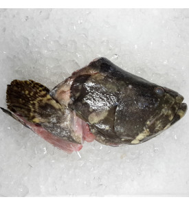 [FROZEN] Giant Dragon Tiger Grouper Head per pack