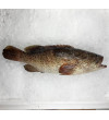 [FROZEN] Duskytail Grouper / Kerapu {石斑魚} 0.8kg+-