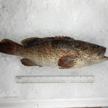 Duskytail Grouper / Kerapu {石斑魚} per kg [SEASONAL]