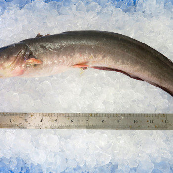 Whitelipped Eel Catfish / Ikan Sembilang per kg [SEASONAL]