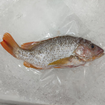 [FROZEN] Deep Sea Snapper (上红皂) 700g+- per fish