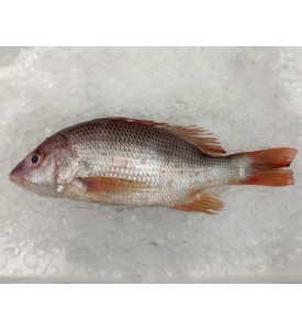 [FROZEN] Deep Sea Snapper (上红皂) 700g+- per fish