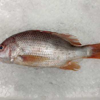 [FROZEN] Deep Sea Snapper (上红皂) 700g+- per fish