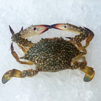 Female Flower Crab (女花蟹) per kg