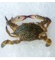 Female Flower Crab (女花蟹) per kg