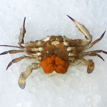 Female Flower Crab (女花蟹) per kg