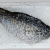 Seabass Fillet per kg