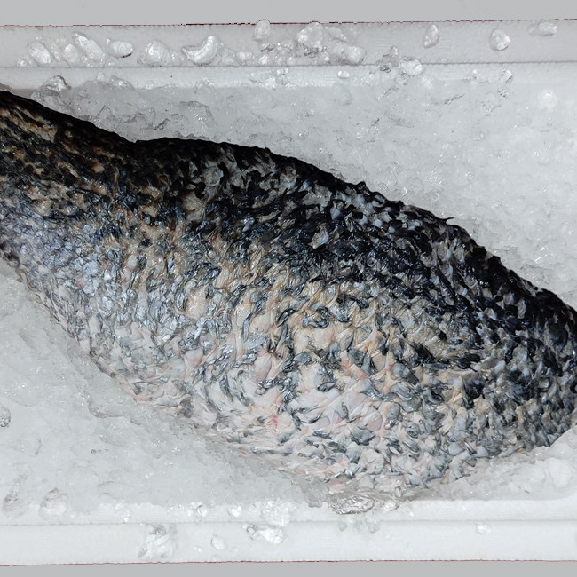 Seabass Fillet per kg