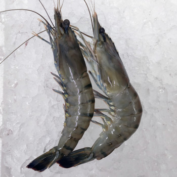 Tiger Prawn XL (大虎虾) per kg [FARMED]