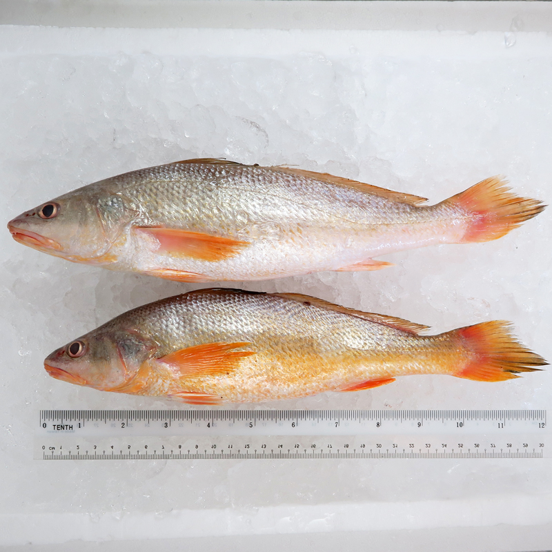 Reeve's Croaker / Gelama China (SEASONAL) per kg