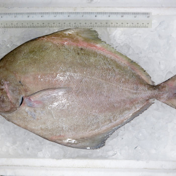 Giant Black Pomfret (大黑鲳) per kg [SEASONAL]
