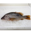 Golden Snapper 1kg+- (红皂) 