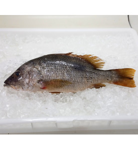 Golden Snapper 1kg+- (红皂) 