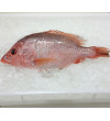 Red Snapper (红鱼) 0.8kg+- per fish