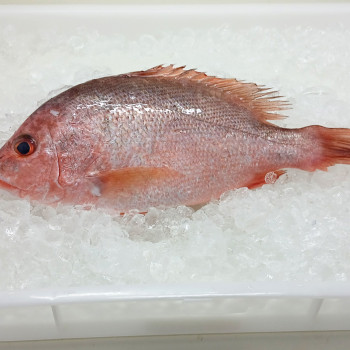 Red Snapper (红鱼) 1kg+- per fish