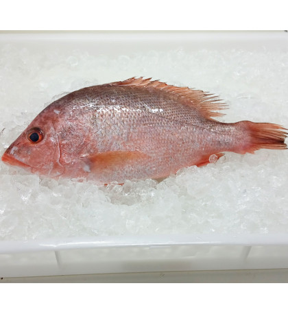 Red Snapper (红鱼) 1kg+- per fish Red Snapper (红鱼) 1kg+- per fish