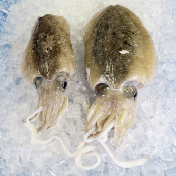 Cuttlefish / Sotong Katak (大目) per kg