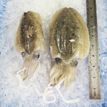 Cuttlefish / Sotong Katak (大目) per kg
