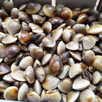 LIVE Hard Shell Clams / Kepah per kg (SEASONAL)