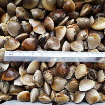 LIVE Hard Shell Clams / Kepah per kg (SEASONAL)