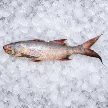 Indian Threadfin / Kurau (順丰) per kg (SEASONAL)