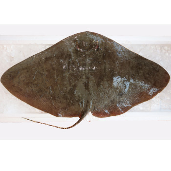 Longtail Butterfly Ray / Ikan Pari {蒲鱼) per kg [SEASONAL]