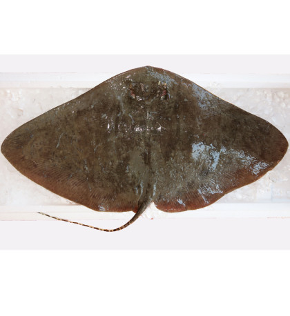 Longtail Butterfly Ray / Ikan Pari {蒲鱼) per kg [SEASONAL]