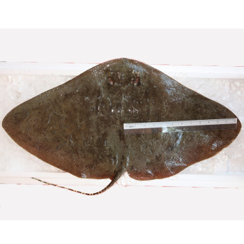 Longtail Butterfly Ray / Ikan Pari {蒲鱼) per kg [SEASONAL]